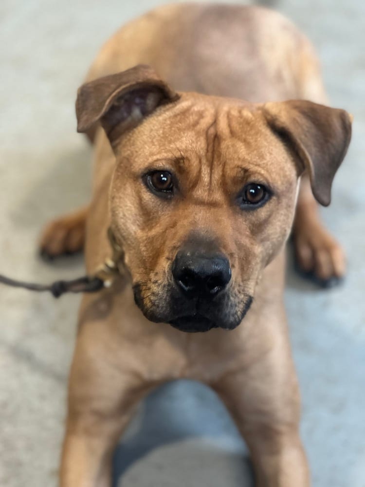 Photo of Theo, adoptable Pit Bull Terrier in Dana Point, California