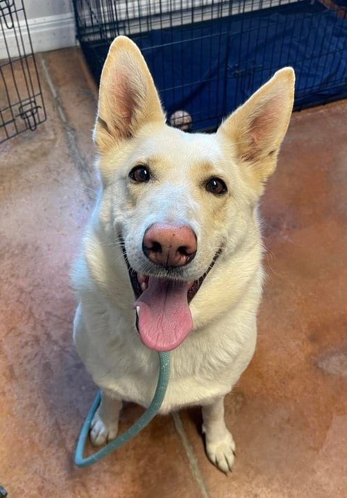 Photo of Loonuh, adoptable German Shepherd Dog in Bolivar, Missouri
