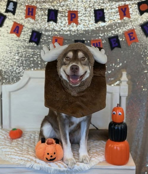 Photo of Humpty Dumpty, adoptable Siberian Husky in Fairfield, California