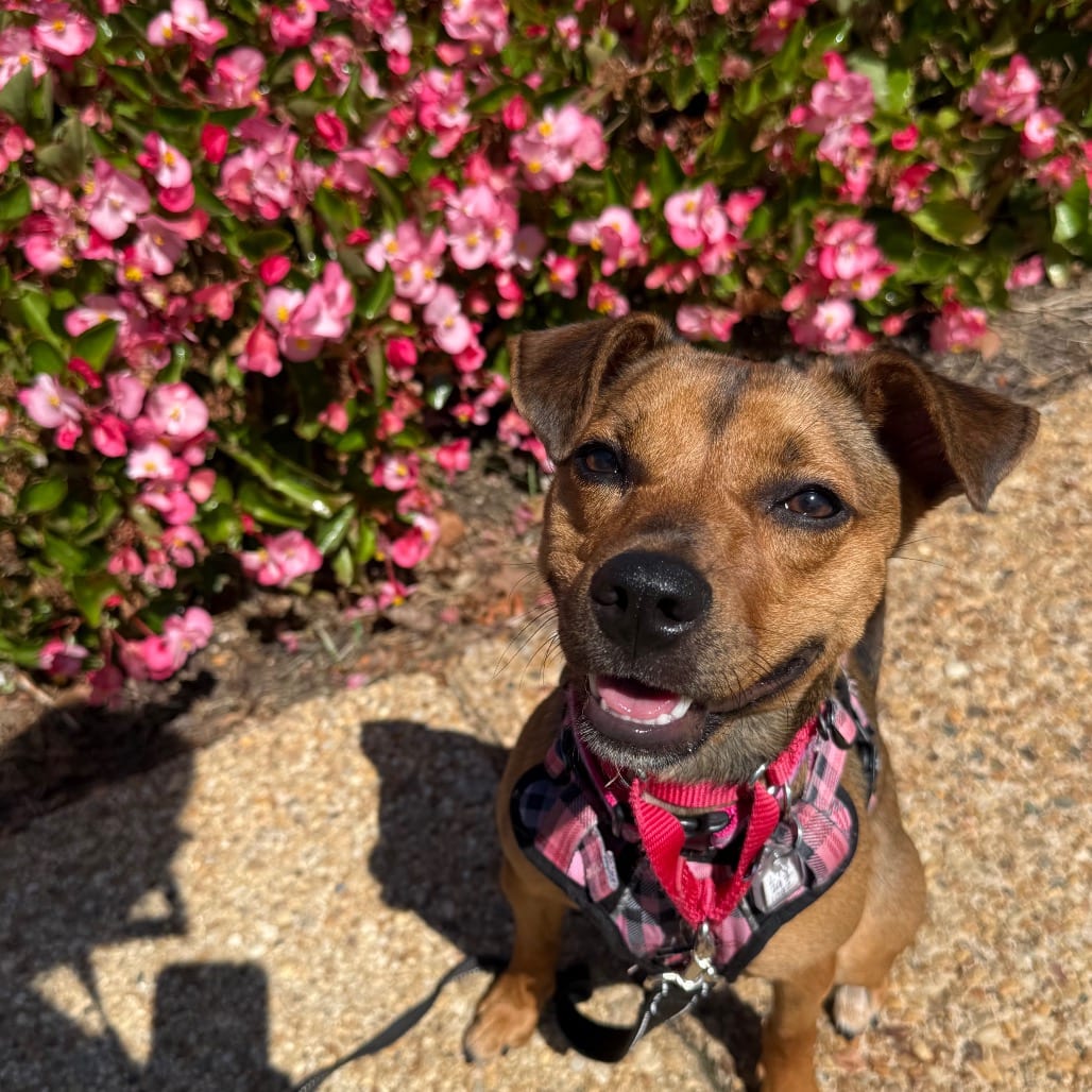 Photo of Honey, adoptable Chihuahua in Fairfax Station, Virginia