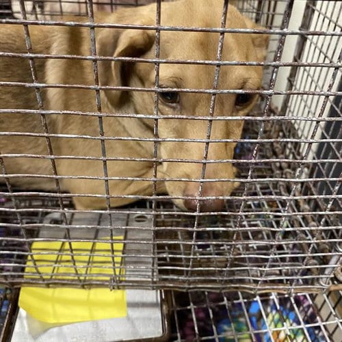 Photo of A614791, adoptable Dachshund in Modesto, California