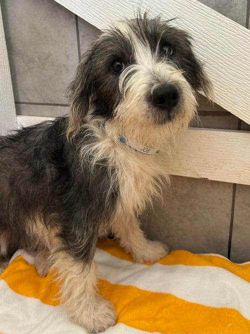 Photo of Joe Jul 26, adoptable Terrier in Pacolet, South Carolina