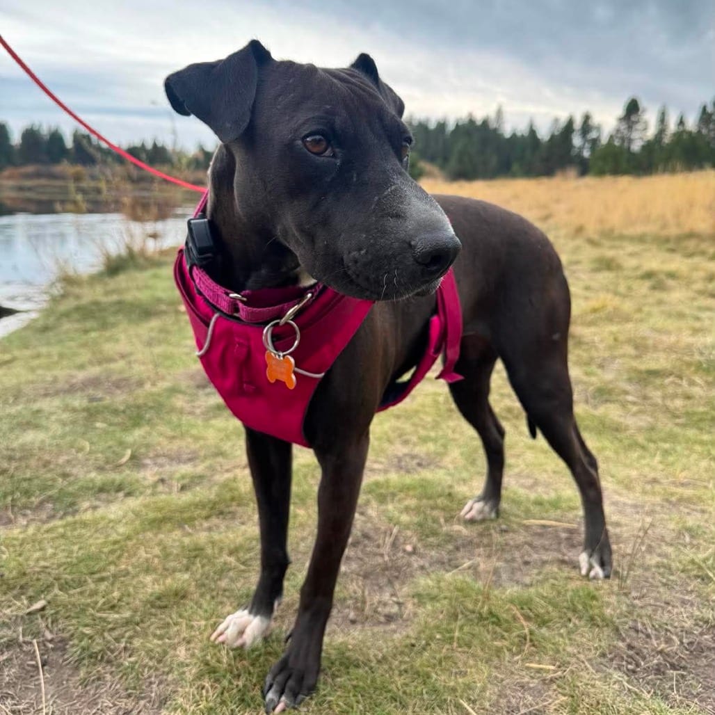 Photo of Clair, adoptable Pei, Shar / Retriever, Black Labrador in Bend, Oregon