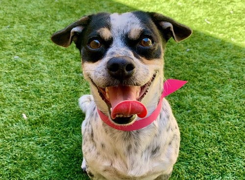 Photo of Tina, adoptable Chihuahua in Moreno Valley, California