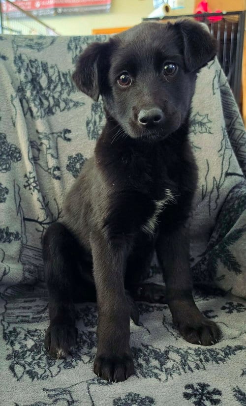 Photo of Cinder, adoptable Labrador Retriever in Anchorage, Alaska