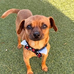 Photo of Duo, adoptable Chihuahua in Santa Maria, California