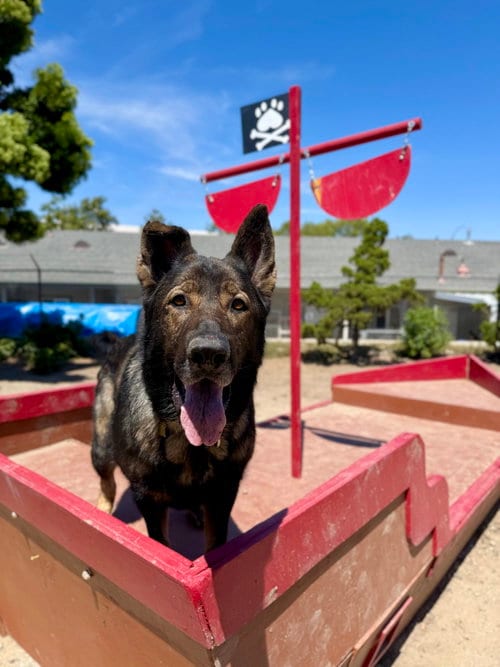 Photo of Zion, adoptable German Shepherd Dog in Seal Beach, California