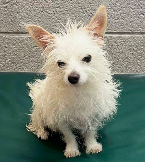 Photo of Enchanting Lil Emperor Ming the Magical Maltichi, adoptable Maltese in Albuquerque, New Mexico