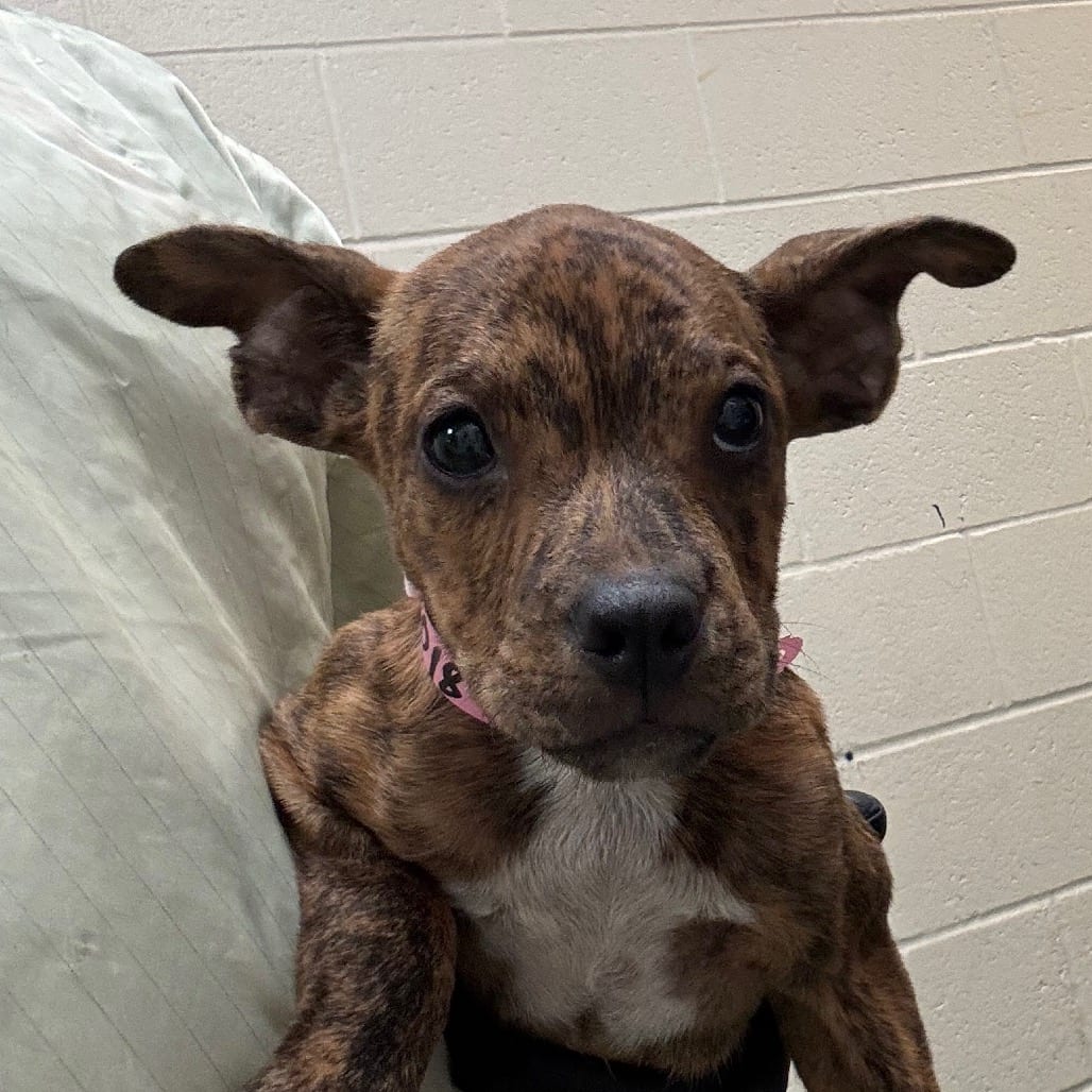 Photo of Louise, adoptable dog