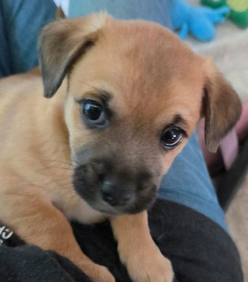 Photo of Woodstock, adoptable Terrier in St. Augustine, Florida