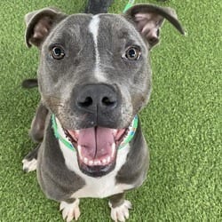 Photo of Lolita, adoptable Mixed Breed (Medium) in Loxahatchee, Florida
