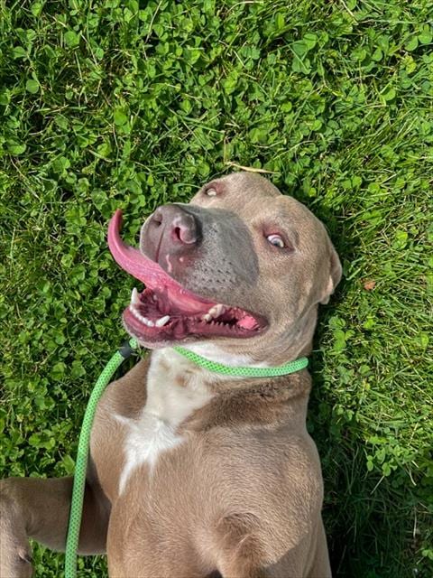 Photo of Ace, adoptable Pit Bull Terrier in Rogers, Arkansas