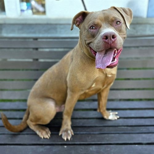 Photo of Rukus, adoptable Pit Bull Terrier in Long Beach, California