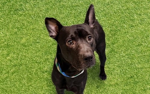 Photo of Logee, adoptable Pit Bull Terrier in Ft Lauderdale, Florida