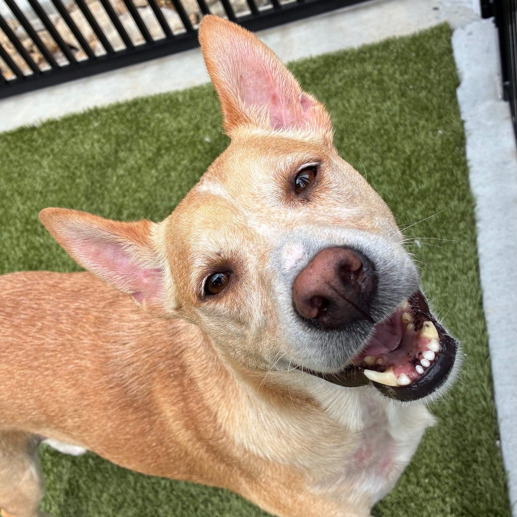 Photo of Zaco, adoptable Shepherd / Cattle Dog, Australian (Red Heeler) in Spartanburg, South Carolina