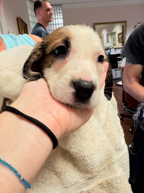Photo of Ash - Halloween Litter, adoptable Anatolian Shepherd in Holly Springs, North Carolina