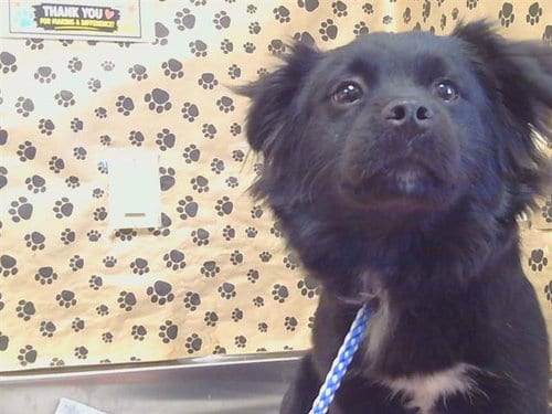 Photo of Moxie, adoptable Pekingese in Sacramento, California