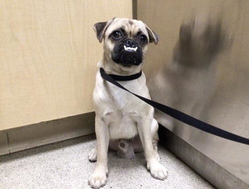 Photo of Vamp, adoptable Pug in Riverside, California