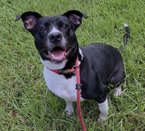 Photo of Amarya, adoptable American Staffordshire Terrier in Fort Lauderdale, Florida