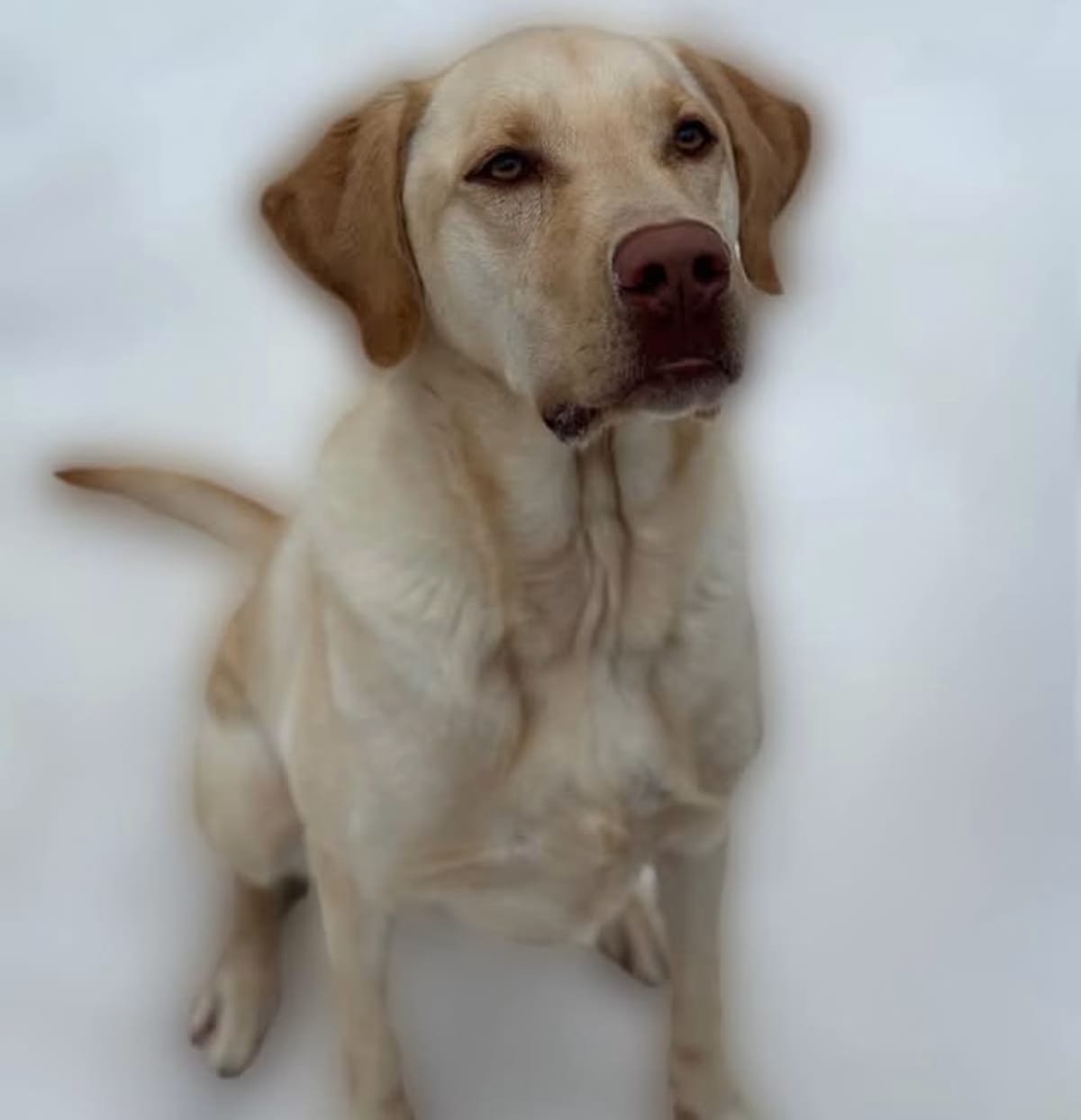 Photo of Cooper, adoptable Labrador Retriever in Southington, Connecticut