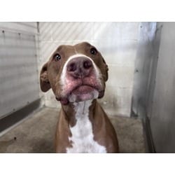 Photo of Artemis, adoptable American Pit Bull Terrier in San Bernardino, California