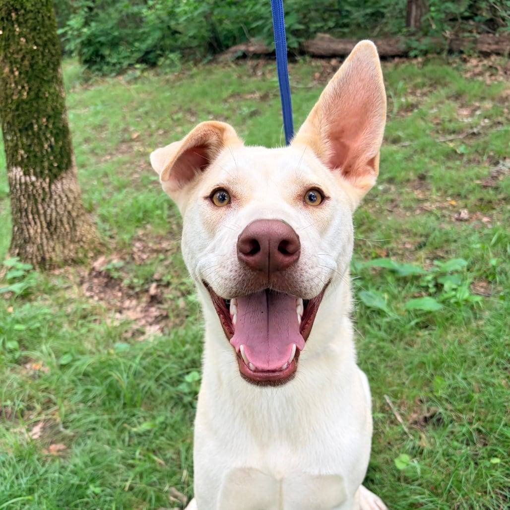 Photo of Buck, adoptable Husky / Mix in Pineville, Missouri