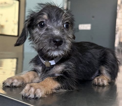 Photo of Velmer, adoptable Terrier in Lancaster, California