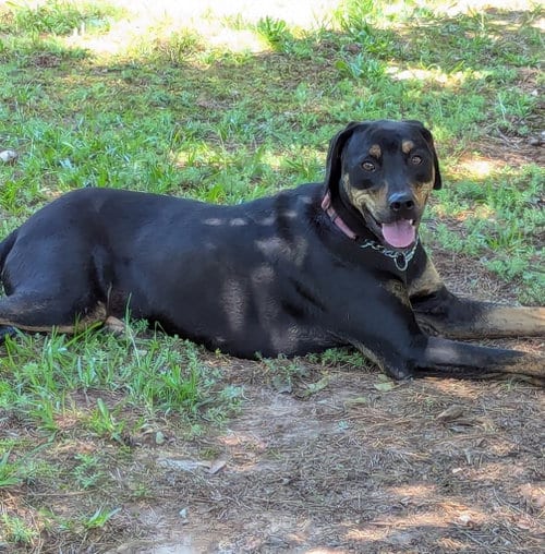 Photo of Sitka, adoptable Labrador Retriever in Milner, Georgia