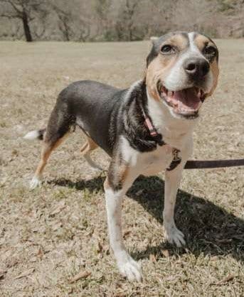 Photo of Daisey, adoptable Beagle in Attalka, Alabama