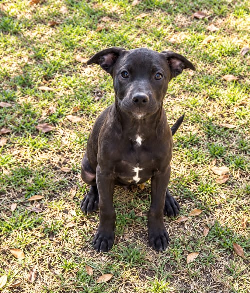 Photo of Shelby, adoptable Pit Bull Terrier in Nashville, Tennessee