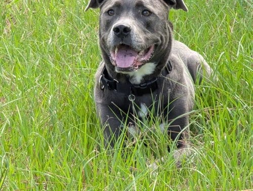 Photo of Landon, adoptable Terrier in Royal Palm Beach, Florida