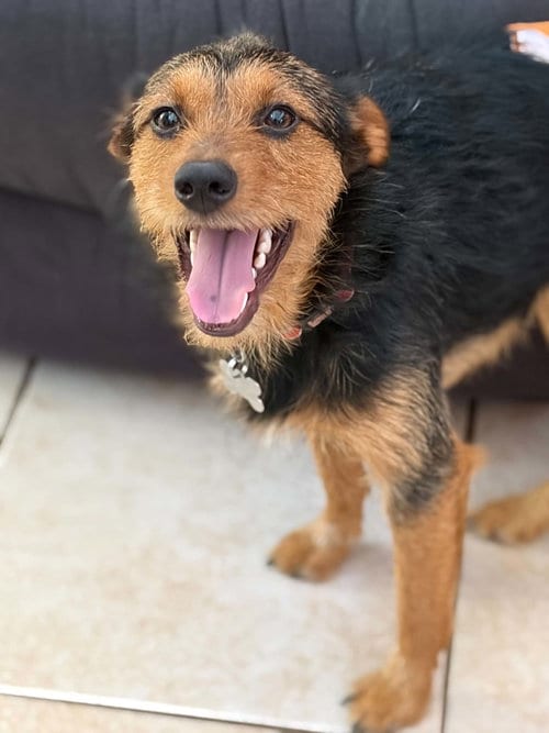Photo of Teddy Scruff, adoptable Terrier in Holly Springs, North Carolina