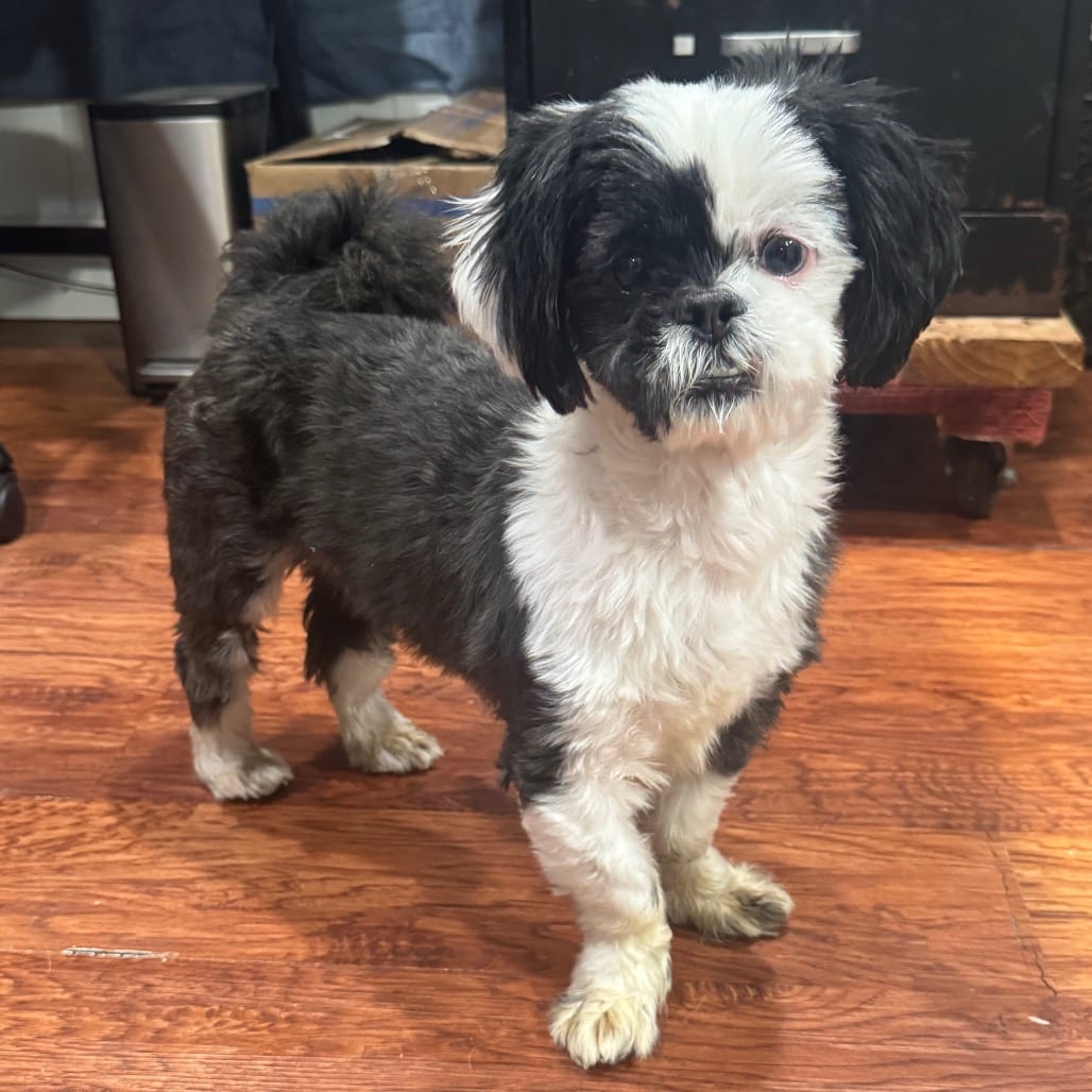 Photo of Banjo, adoptable Shih Tzu in Newberg, Oregon