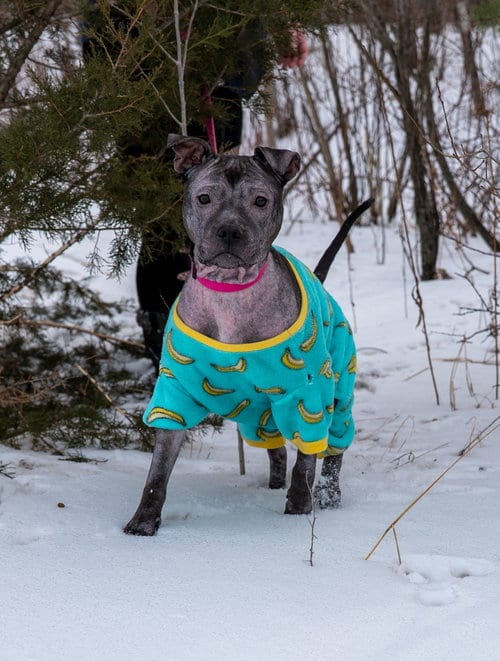 Photo of Isekai, adoptable Staffordshire Bull Terrier in Princeton, Minnesota
