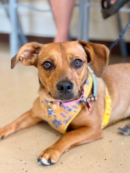 Photo of Honeybee, adoptable Terrier in Mundelein, Illinois