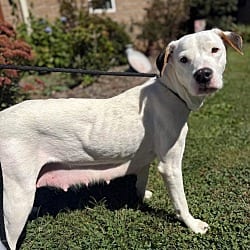 Photo of Catelyn, adoptable Hound (Unknown Type) American Staffordshire Terrier in Burnsville, North Carolina