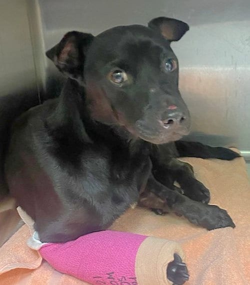 Photo of Tito, adoptable Terrier in Royal Palm Beach, Florida