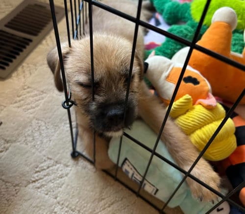 Photo of Iris, adoptable Border Terrier in Sedalia, Colorado