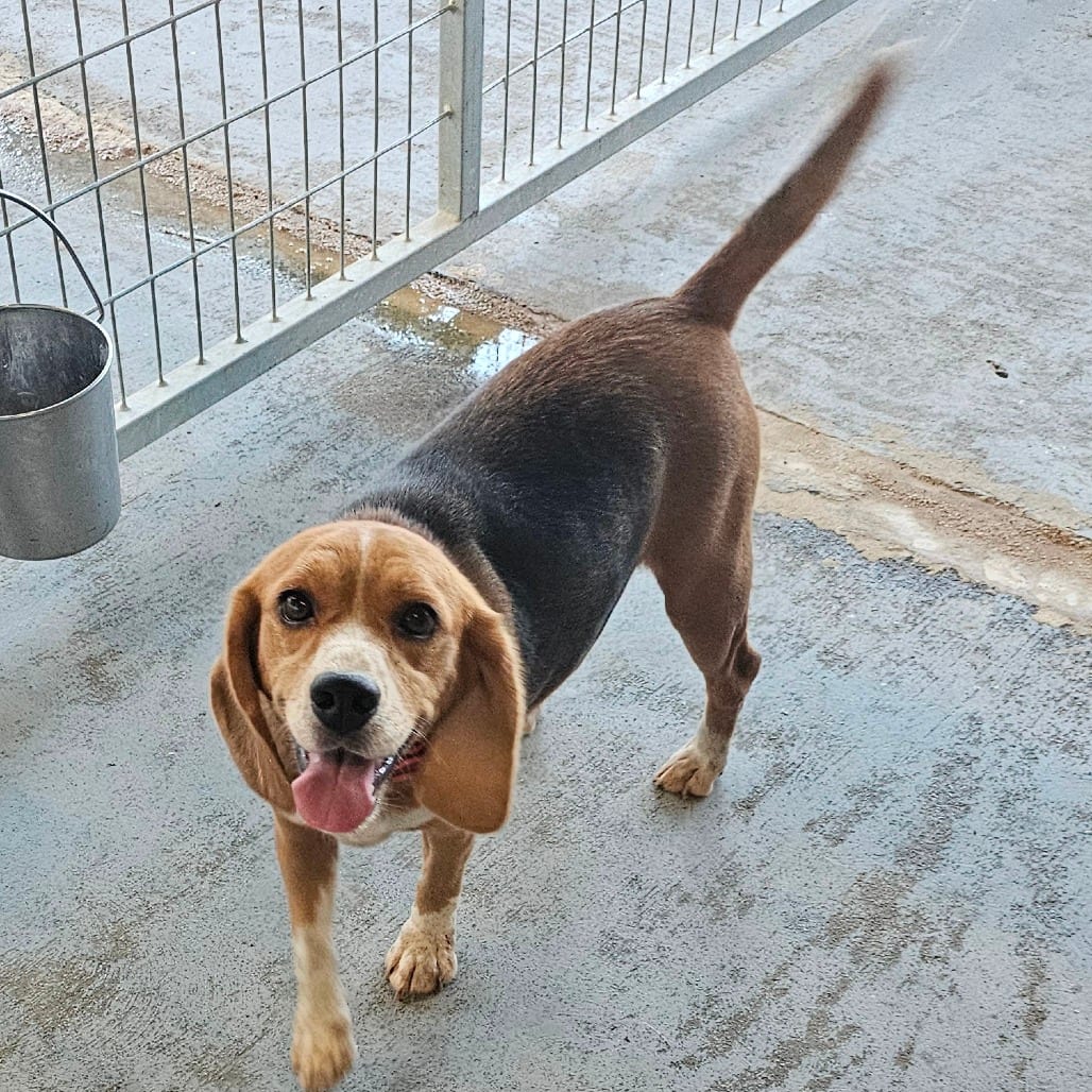 Photo of Lexi, adoptable Beagle in Mount Vernon, Arkansas