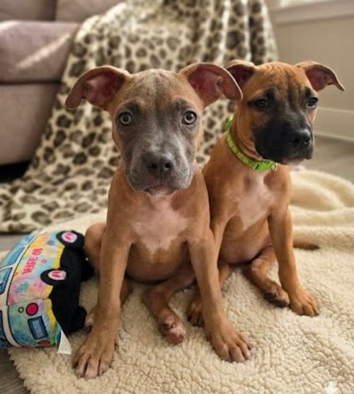 Photo of Natalie, adoptable American Staffordshire Terrier in Sedalia, Colorado