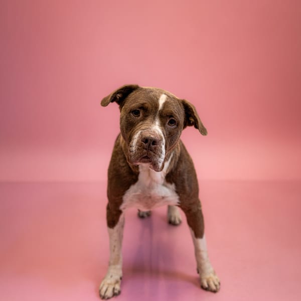 Photo of Cream Cheese, adoptable Pit Bull cross in Lawrenceville, Georgia