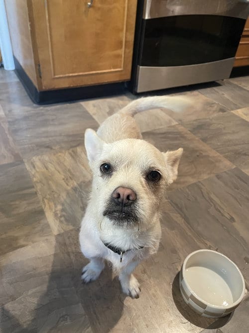 Photo of Cocoa Nut, adoptable Chihuahua in Sandy, Utah
