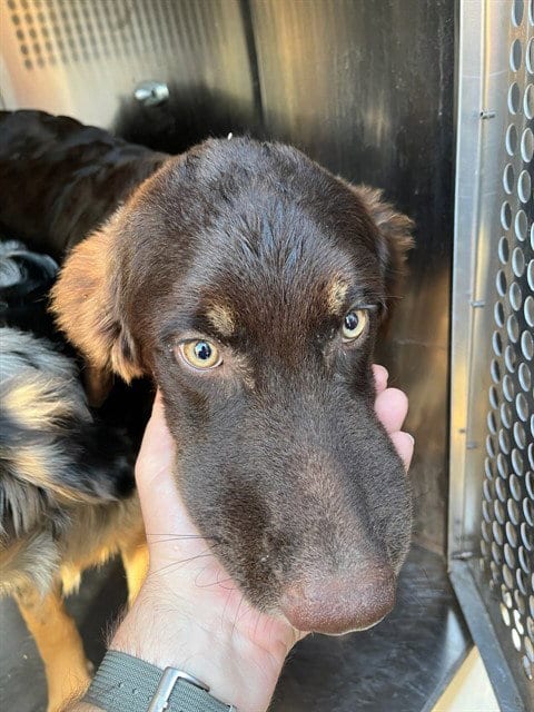 Photo of Grover, adoptable Australian Shepherd in Oklahoma City, Oklahoma