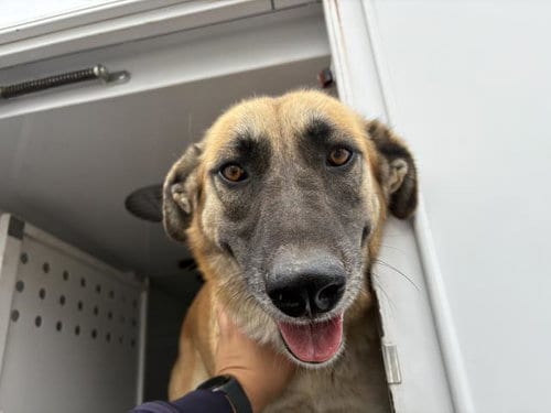 Photo of Mia, adoptable Belgian Shepherd Malinois in Riverside, California