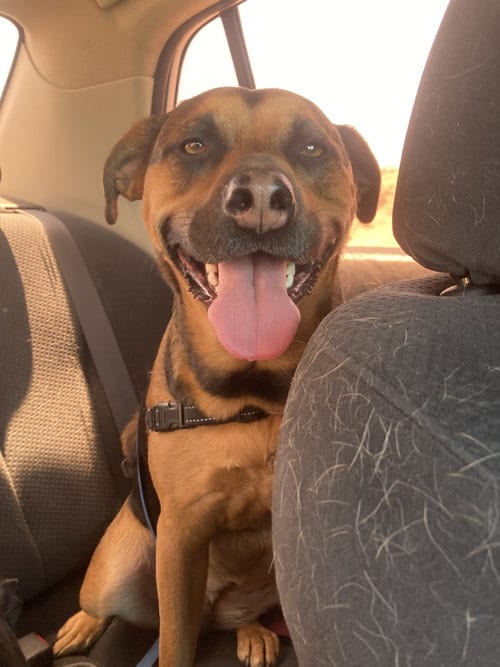 Photo of Nutmeg, adoptable Beagle in Williamsburg, New Mexico