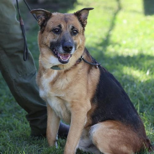Photo of Bruiser, adoptable German Shepherd Dog in Modesto, California