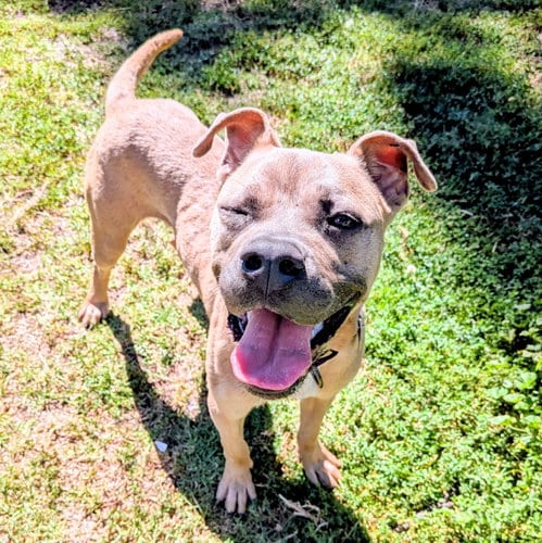 Photo of Jones, adoptable American Pit Bull Terrier in Oakland, California