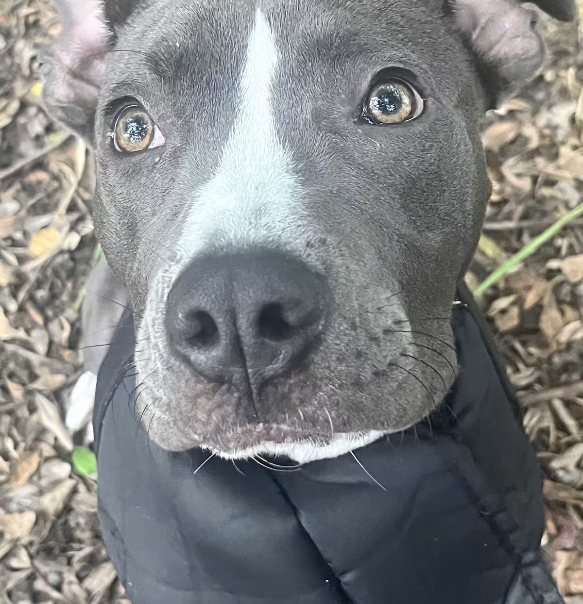 Photo of Chance, adoptable American Pit Bull Terrier in Pompano Beach, Florida