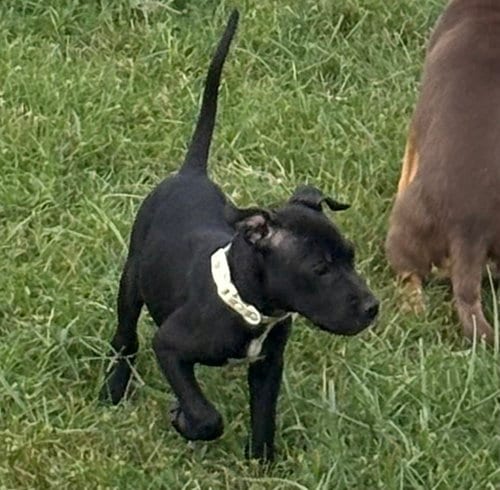 Photo of Dinosaur, adoptable Pit Bull Terrier in Evansville, Indiana