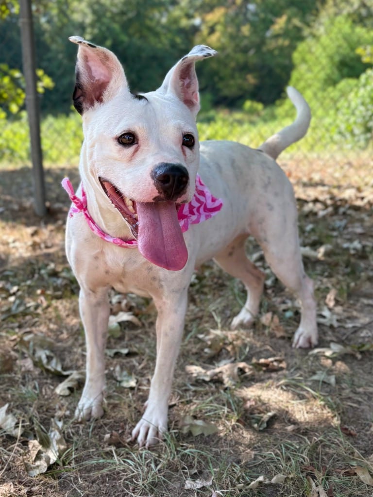 Photo of Miss Sippy, adoptable Pit Bull Terrier in Nacogdoches, Texas